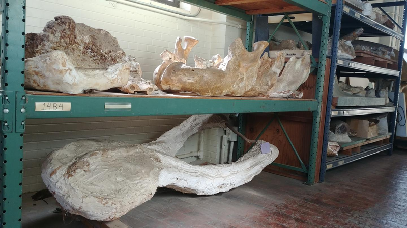 Some of the fossils kept at the University of Texas at Austin.